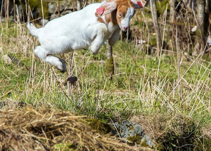 7 Person In Semesterbostad