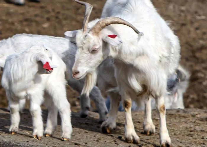 Сasa de vacaciones 7 Person In Lyngdal